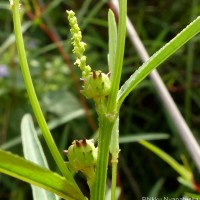 Microstachys chamaelea (L.) Müll.Arg.